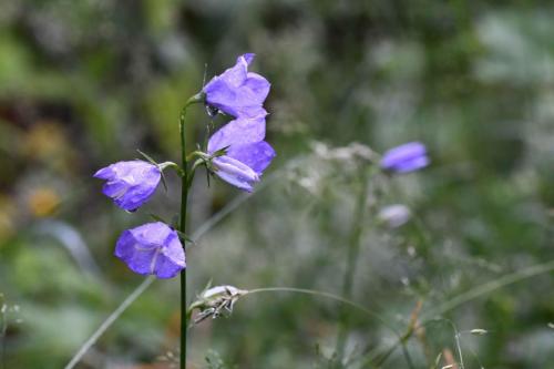 Campanules