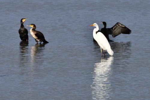 Grands cormorans, grande aigrette