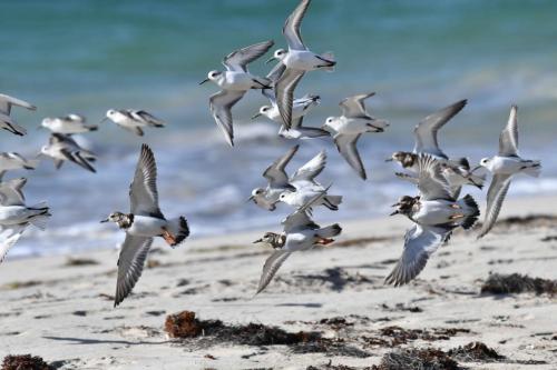 Tournepierres à collier et Bécasseaux Sanderling