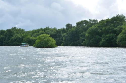 Mangrove de la baie de Génipa