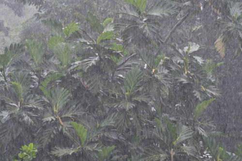 Pluie tropicale