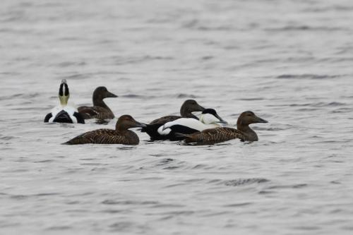 Eiders à duvet