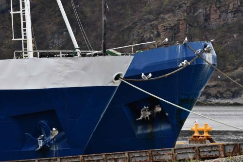 Mouettes tridactyles