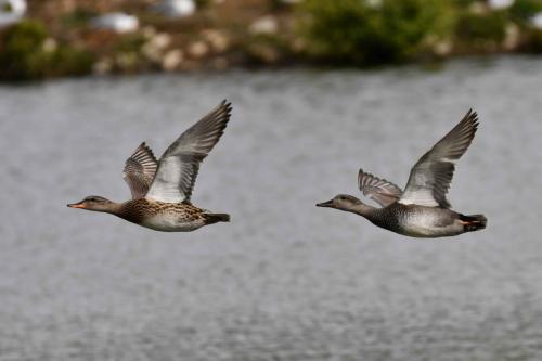 Canards chipeaux