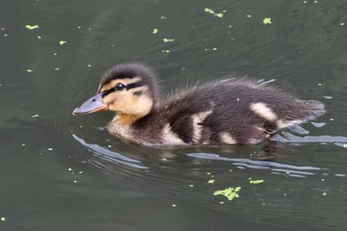 Canard colvert