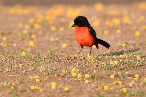 Gonolek rouge et noir