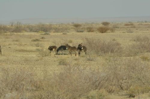 Sur la B1 entre Keetmanshoop et Mariental