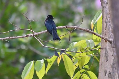 Drongo à raquettes