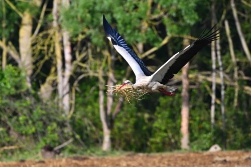 Cigogne blanche