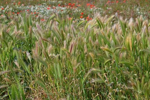 Près de l'étang de Vilaüt