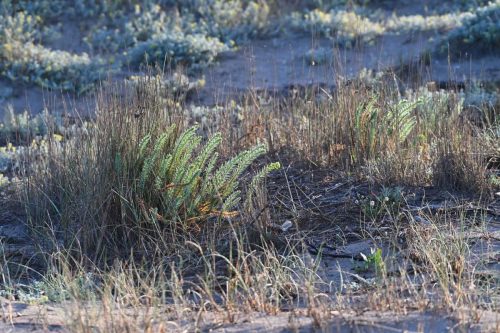 Dans les dunes du camping Laguna