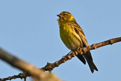 Serin cini