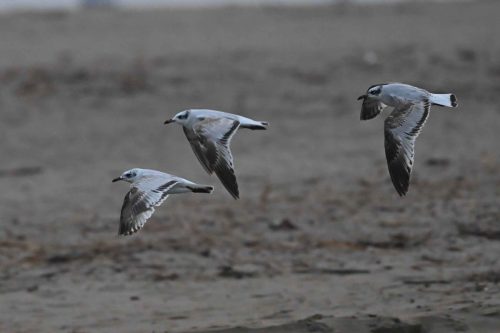 Mouettes mélanocéphales