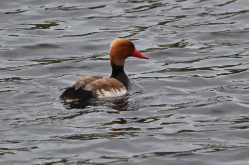 Nette rousse