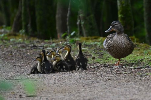 Canards colverts