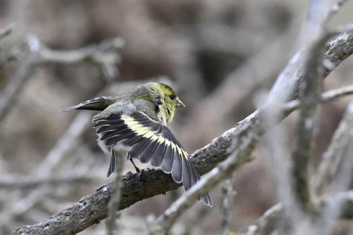 Chardonneret à menton noir