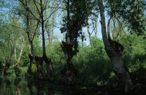 Marais poitevin