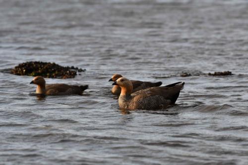 Ouettes à tête rousse