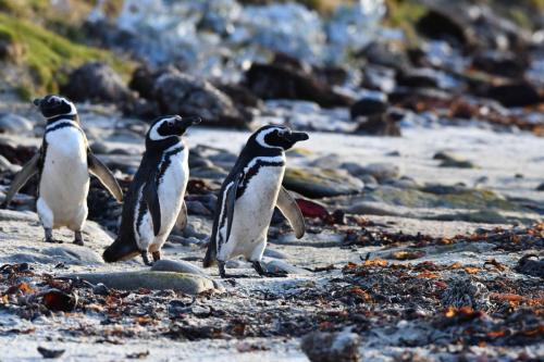 Manchots de Magellan