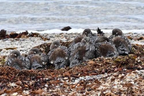 Brassemers des Malouines