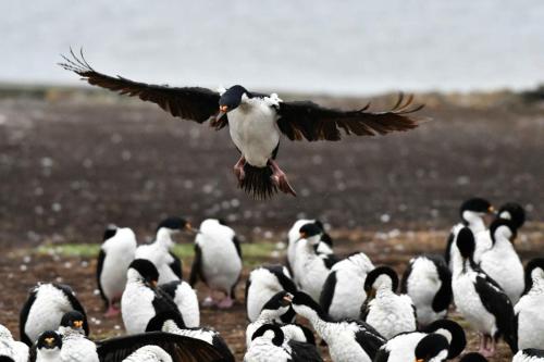 Cormorans impériaux
