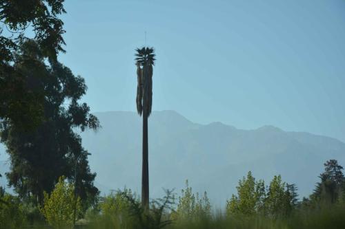 Ce palmier est en fait une antenne relais pour le téléphone.