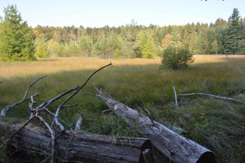 Tourbière du Mont Bar