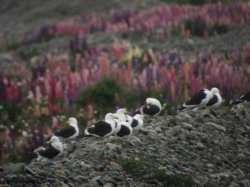 Goélands dominicains 