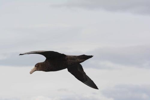 Pétrel géant
