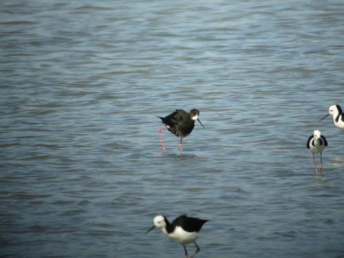 Echasse hybride entre echasse noire et echasse blanche 