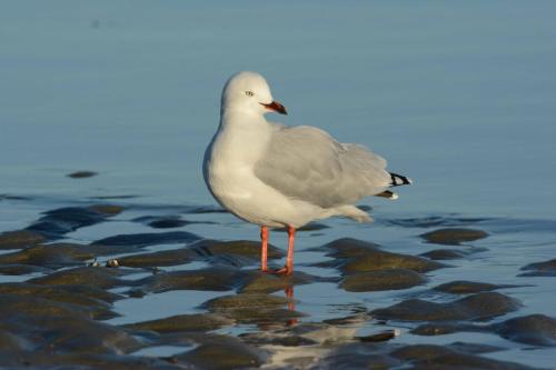 Mouette scopuline 