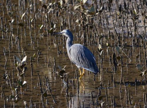 Aigrette à face blanche