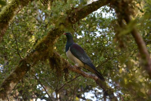 Carpophage de Nouvelle-Zélande 