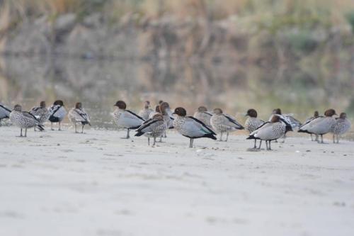 Canards à crinière