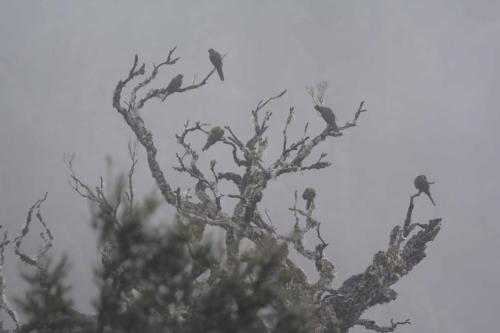 Perruches à ventre jaune