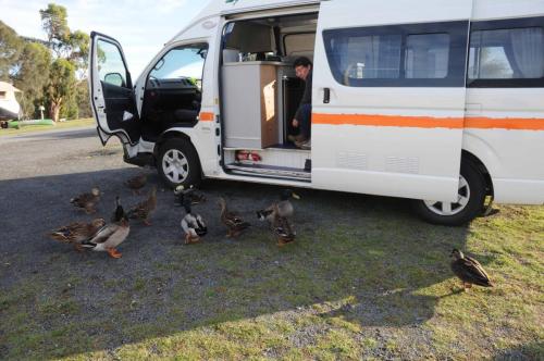 Dés que l'on ouvre la porte du camping-car, les canards réclament à manger !! 