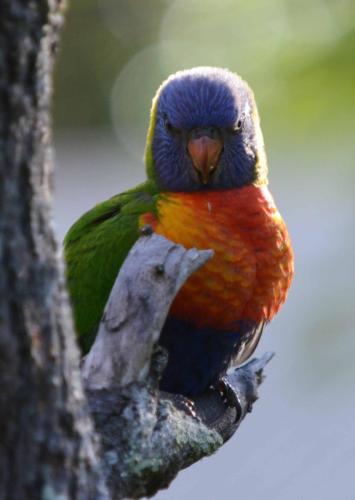 Loriquet de Swainson