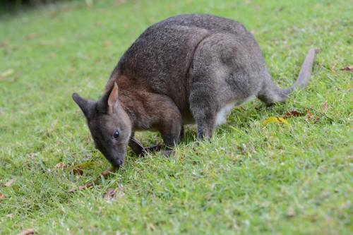 wallaby à cou roux