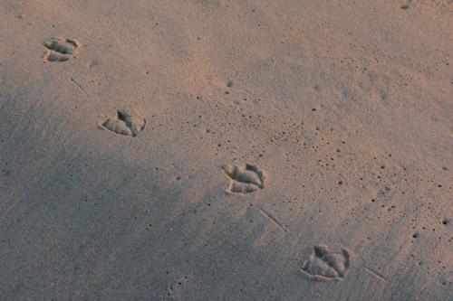 Empreintes de mouette