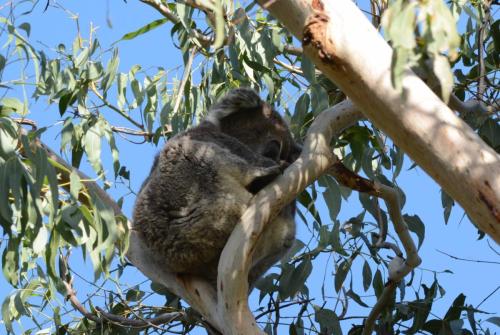 Koala au centre de conservation des koalas de Phillip Island