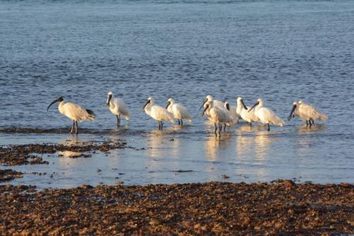 Spatules royales et 1 ibis à cou noir