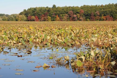 Réserve de Great Meadows