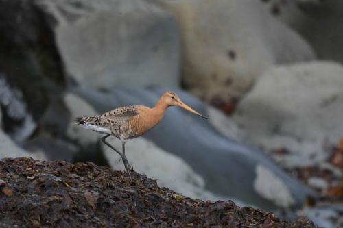 Barge à queue noire