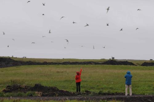 Photographe attaqué par les sternes