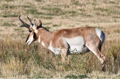 Pronghorn
