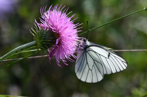 Gazé (Aporia crataegi)