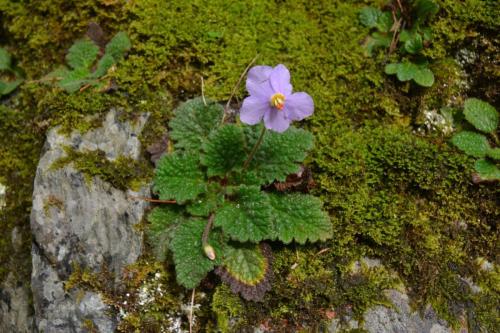 Ramonde des Pyrénées