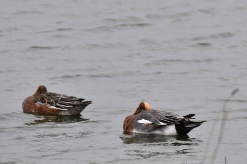 Canards siffleurs