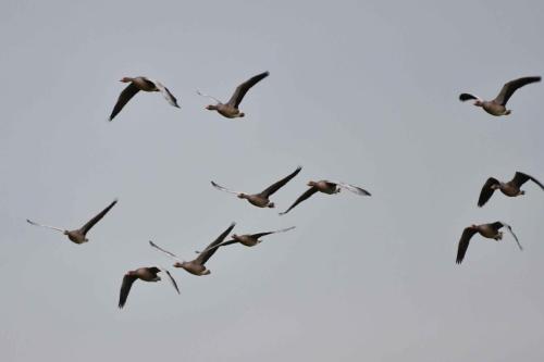 Oies rieuses et bernaches nonnettes