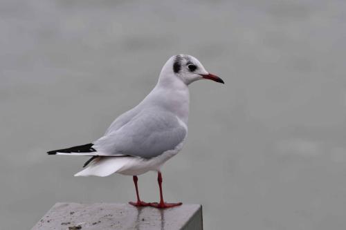 Mouette rieuse